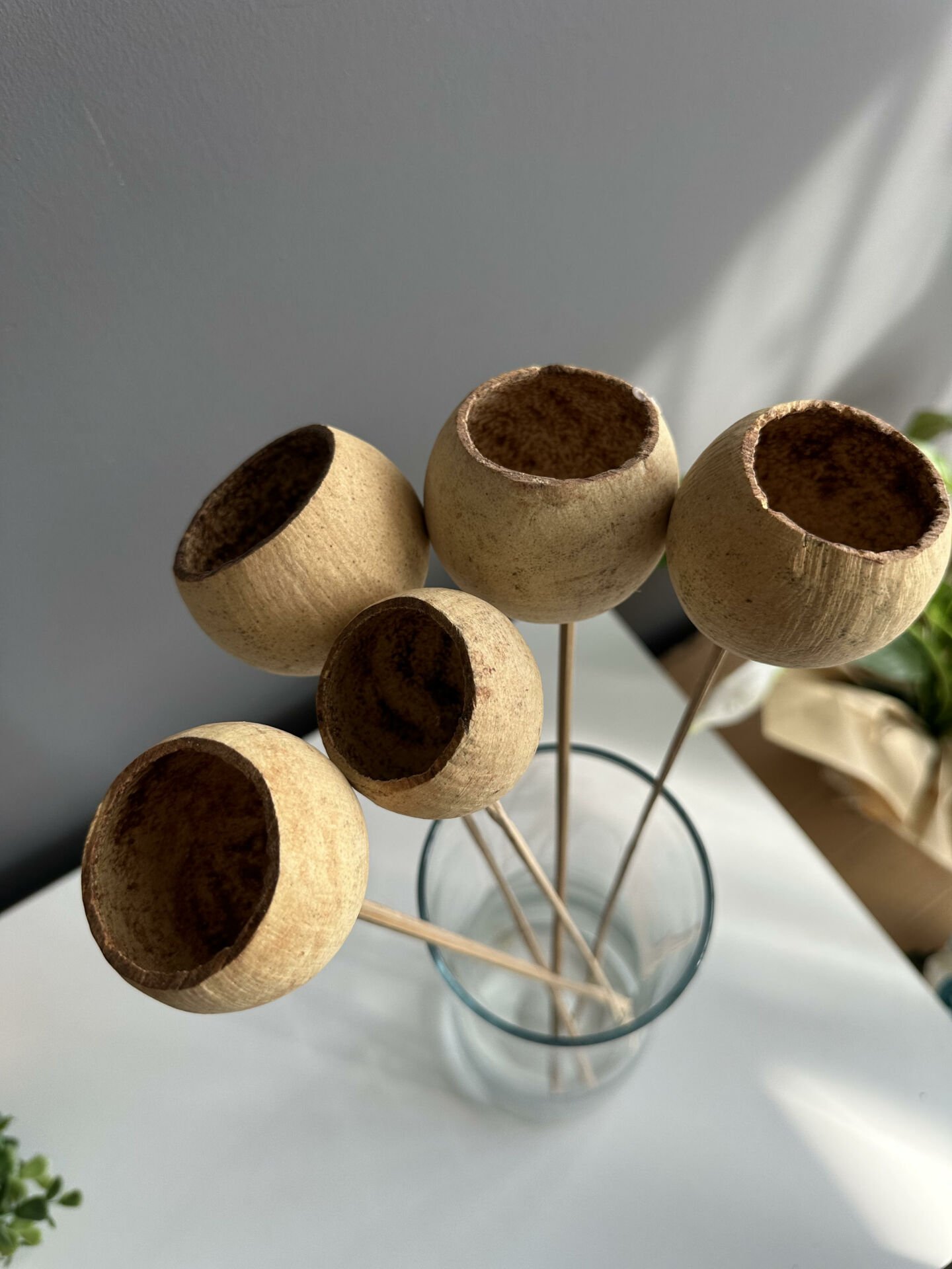 Tropik Kabak Kurusu- 5 adet