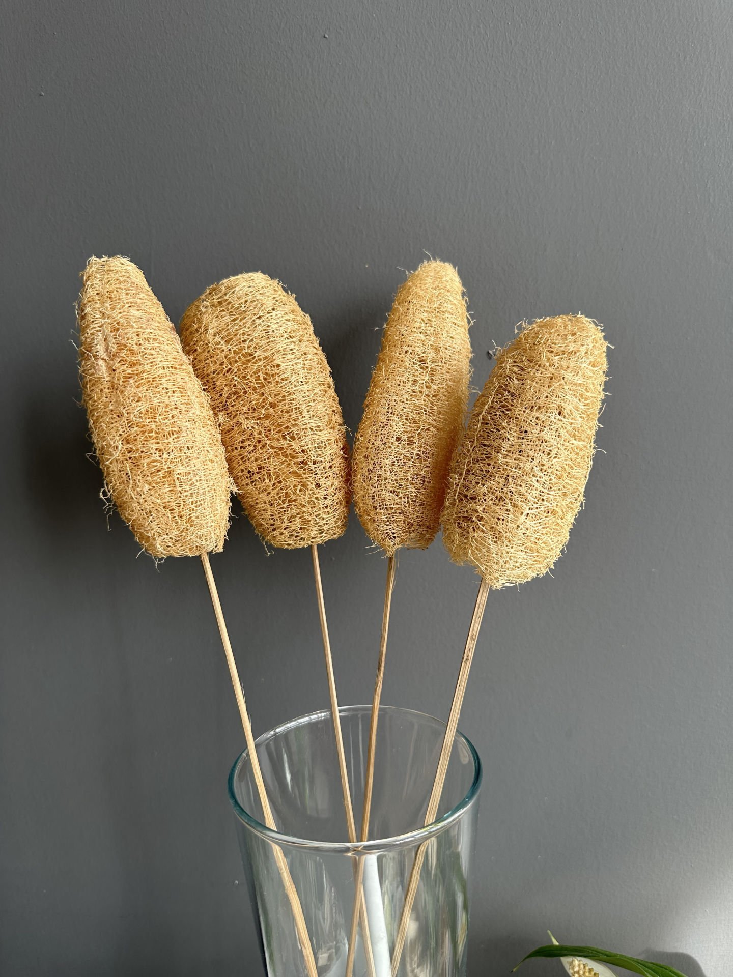 Tropik 4 adet Sponge Bitki