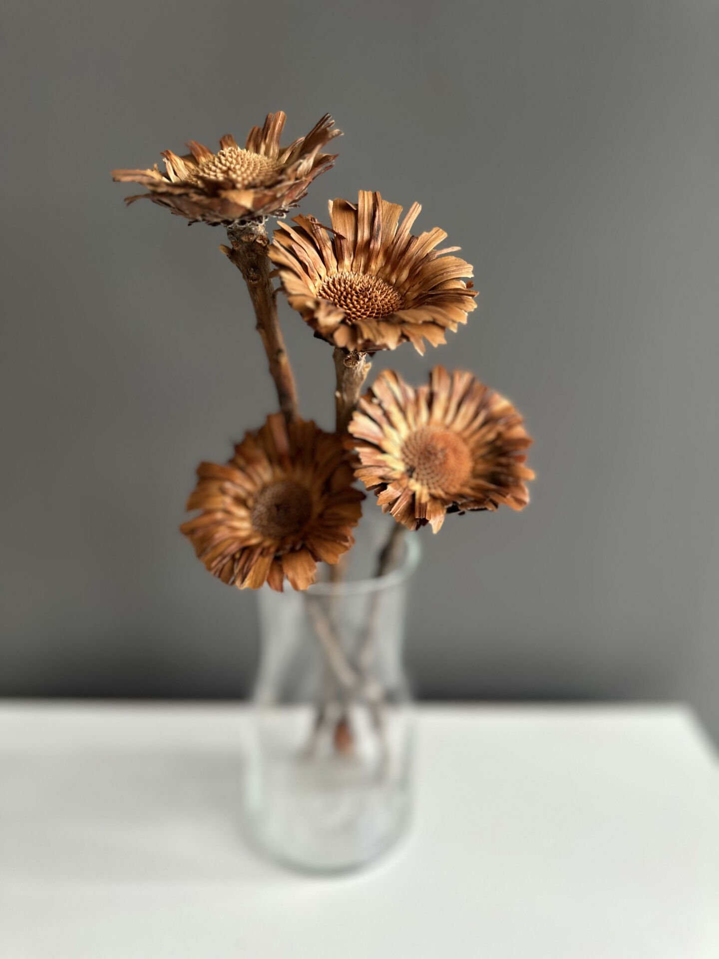 Tropik Protea Bitkisi-4 Adet