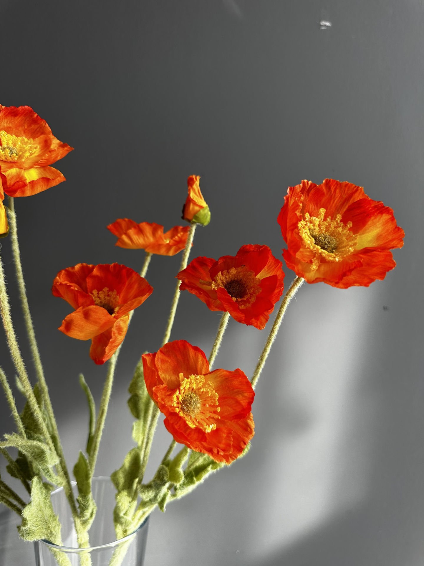 Turuncu Gelincik-3 Dal